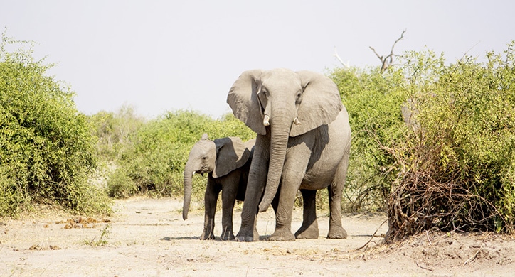 Les incontournables de l'Afrique et de l'océan Indien