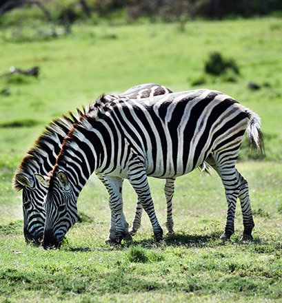 Eine spektakuläre Tierwelt