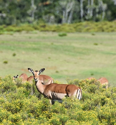 Partir en safari dans le parc Kruger - Afrique du Sud