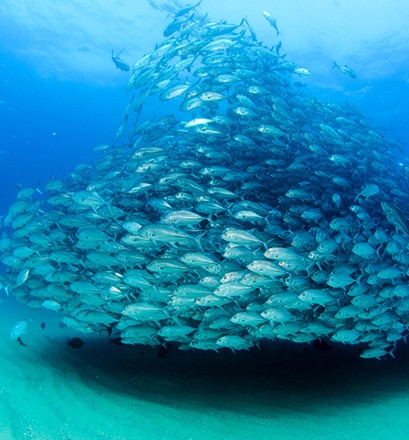 Plonger dans les eaux translucides des Maldives