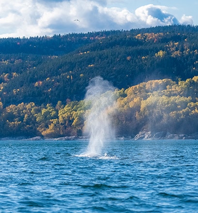 Beobachten Sie Wale an der Mündung der Sankt-Lorenz-Stroms – Kanada