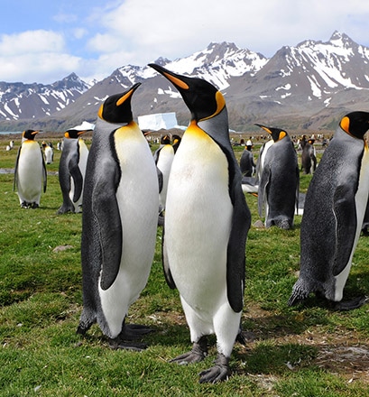 Erleben Sie Pinguinkolonien in Südgeorgien hautnah