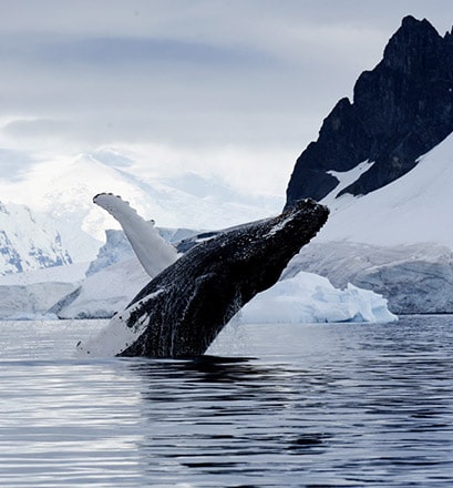 antarctique voyage