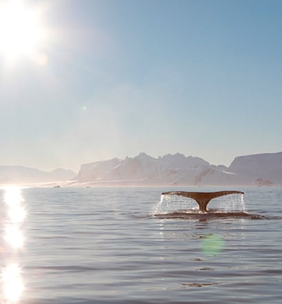 Observer les baleines au Groenland