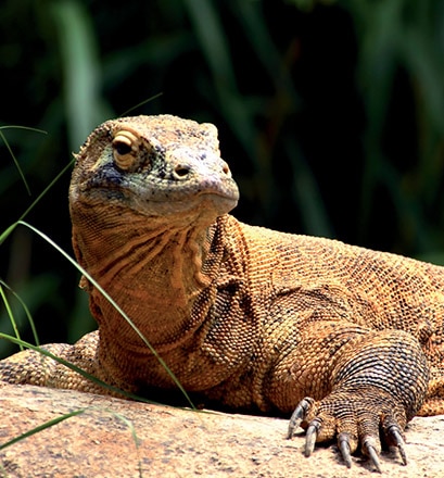 Besuch im Komodo-Nationalpark – Indonesien 