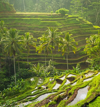 Se promener dans les rizières en terrasses de Bali - Indonésie 