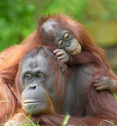 Rencontrer les orangs-outans - Malaisie