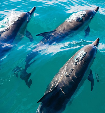 Observer les baleines et les dauphins 