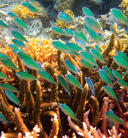 Plonger dans des îles et atolls paradisiaques - Micronésie