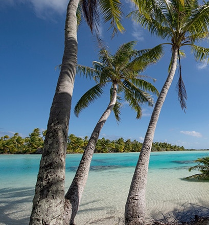 Déguster du vin et du rhum polynésien - Tuamotu, Polynésie française