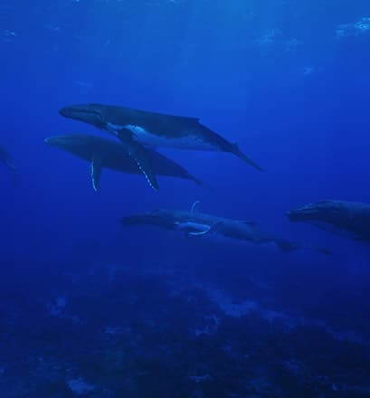 Dive off the Austral Islands - French Polynesia 