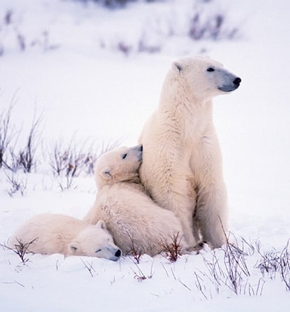 atch polar bears
