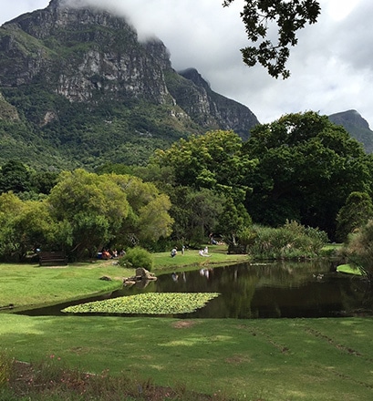 S’émerveiller dans le jardin botanique de Kirstenbosch - Le Cap 