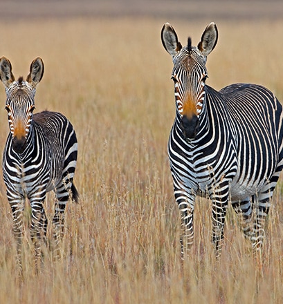 Gehen Sie auf Safari im Pumba-Wildreservat – Port Elizabeth 