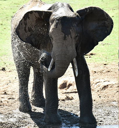 Begegnen Sie Afrikanischen Elefanten – Port Elizabeth 