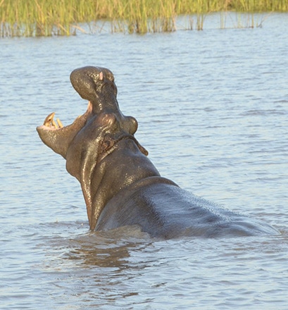 Sail into the middle of the hippos - Lake St Lucia 