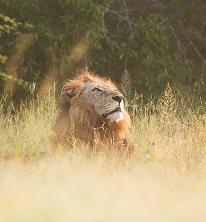 Treat yourself to a safari in Kruger Park 