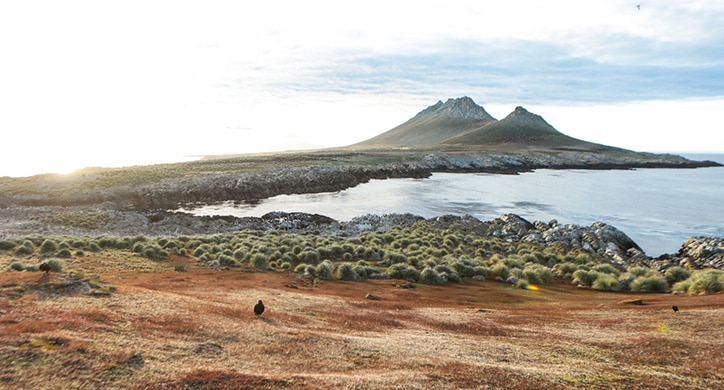 Kreuzfahrt in die Antarktis: Der wilde Charme der Falklandinseln