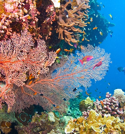 La « reproduction » des coraux 
