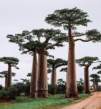 Accéder à une forêt vertigineuse ! 