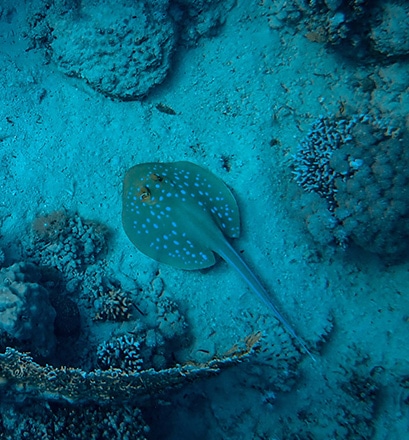 Dive in the Sainte Anne Marine National Park - Mahé 