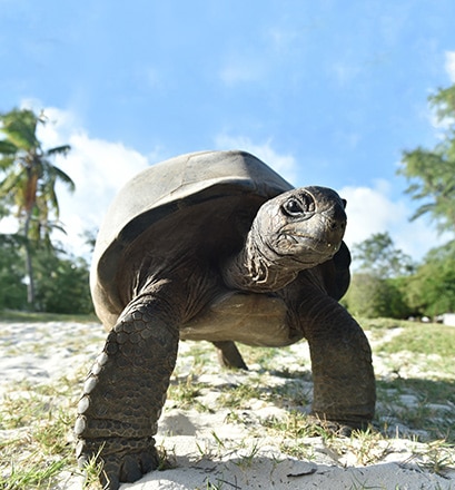 Explore a wild paradise - Aldabra Atoll 