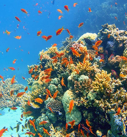 Dive to see the most beautiful coral - Alphonse