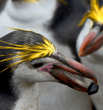 Eine unglaubliche Vielfalt an Pinguinen