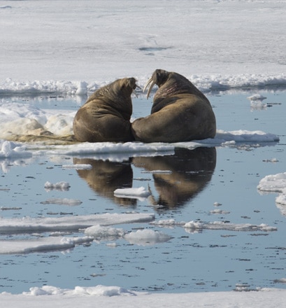 Admirer la biodiversité arctique de l’île Wrangel