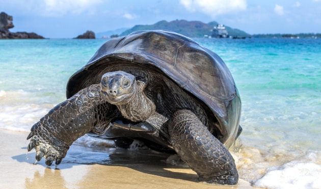 Kurs auf die Seychellen mit Luxuskreuzfahrten