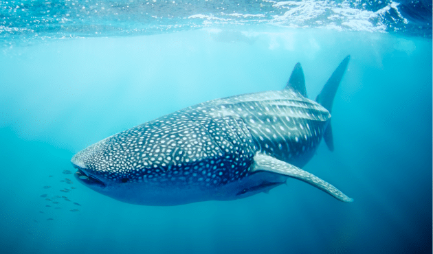 Australia Whale Shark
