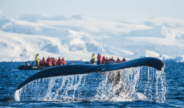 Polar Whale Image