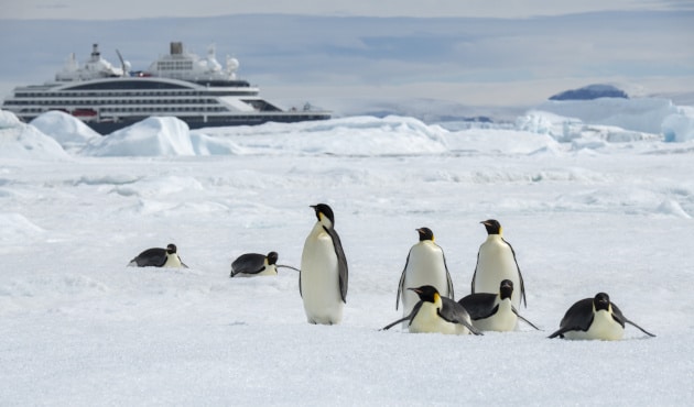 Polarexpedition zu den Kaiserpinguinen