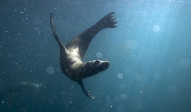 PONANT Explorations heads to Baja California!